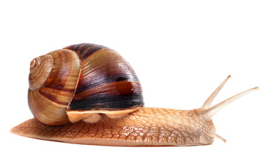 Snail on white background