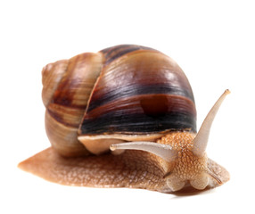 Snail isolated on white background