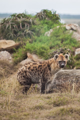 Hyena