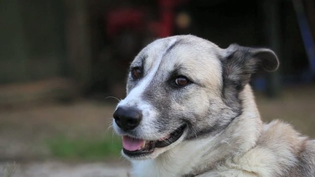 Dog