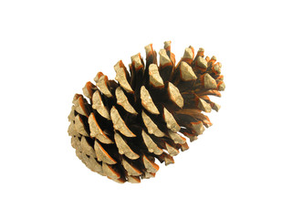 Beautiful golden pine cone isolated on white