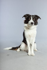 Young border collie dog. Bitch. Studio shot isolated.