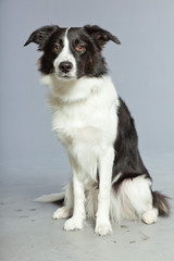 Young border collie dog. Bitch. Studio shot isolated.