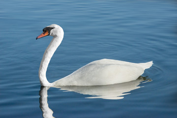 Swan in a Lake