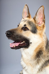 Fototapeta premium Beautiful german shepherd dog isolated on grey background.