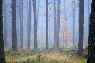 Zelfklevend Fotobehang Misty forest in foggy weather in Poland © Patryk Kosmider