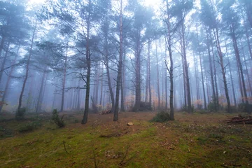 Zelfklevend Fotobehang Misty forest in foggy weather in Poland © Patryk Kosmider