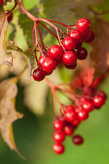 Red berries of arrowwood