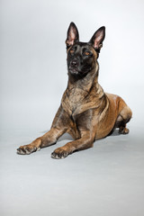 Obraz premium Belgian Malinois. Belgian Shepherd Dog. Studio shot isolated.