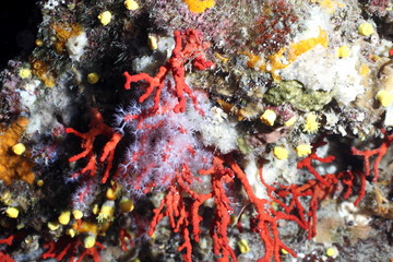 Fototapeta na wymiar czerwony koral kwitnienia