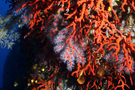 corallo rosso fioritura