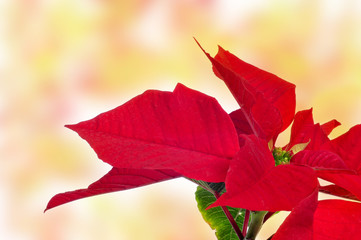 poinsettia