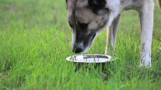 Dog eating dry food