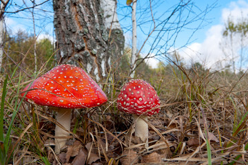 Two fly agaric mushrooms in a forest