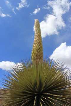 puya raimondii
