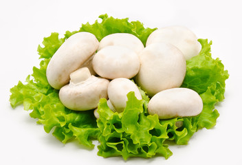 Champignon mushroom white agaricus on thr lettuce leaves