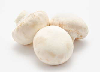 Champignon mushroom white agaricus