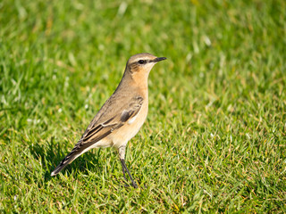 Adult Male Wheatear