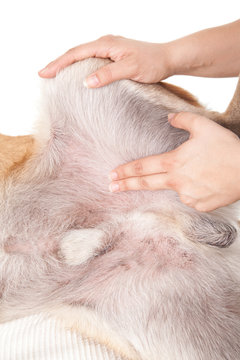 Puls messen beim Hund