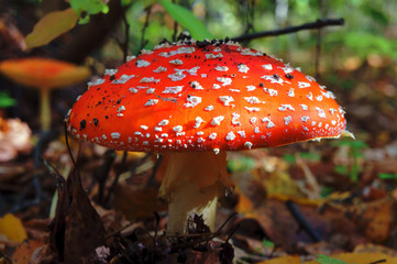 dorodny, czerwony muchomor