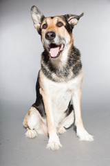 Cute old german shepherd dog. Studio shot isolated.