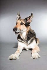 Cute old german shepherd dog. Studio shot isolated.