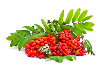 A branch of rowanberries isolated on white background