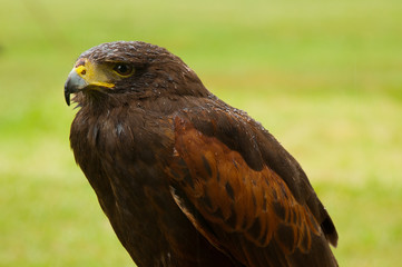 Portrait of Harris Hawk (Parabuteo unicinctus)