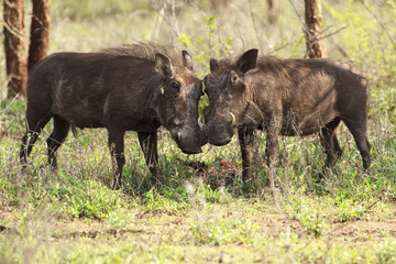 Warthog love