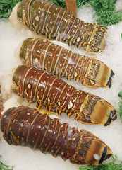 Fresh Lobsters on Ice