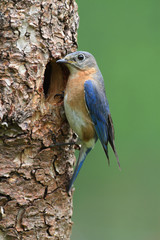 Eastern Bluebird
