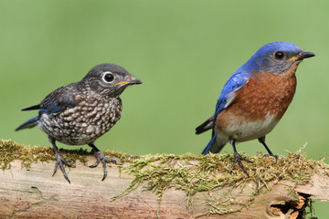Fototapeta premium Male Eastern Bluebird With Baby