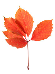 bright autumn leaf, isolated on white
