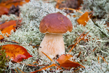 Boletus edulis  mushroom in the forest