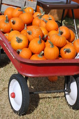 Mini Punpkins in Red Wagon