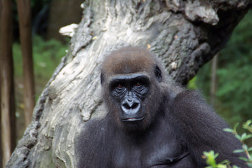 Fototapeta premium Western lowland female gorilla