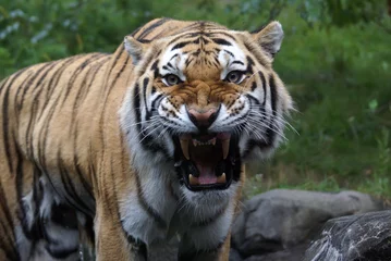 Foto op Plexiglas Siberian "Amur" tiger © V. Korostyshevskiy