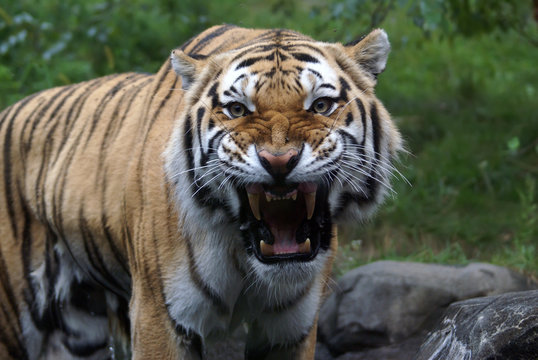 Siberian "Amur" tiger