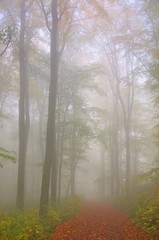Buchenwald im Nebel - beech forest in fog 06