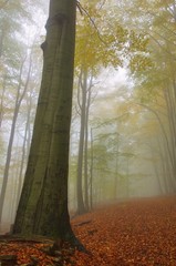 Buchenwald im Nebel - beech forest in fog 07