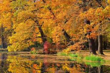 Eiche im Herbst - Oak tree in fall 04