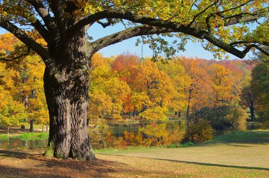 Eiche im Herbst - Oak tree in fall 02