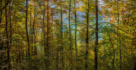 Autumn Forest Abstract