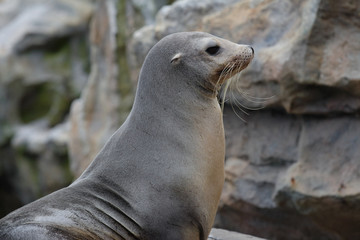 Sea Lion