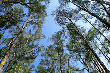 Fototapeta premium Tree canopy