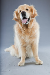 Old golden retriever dog isolated on grey background.