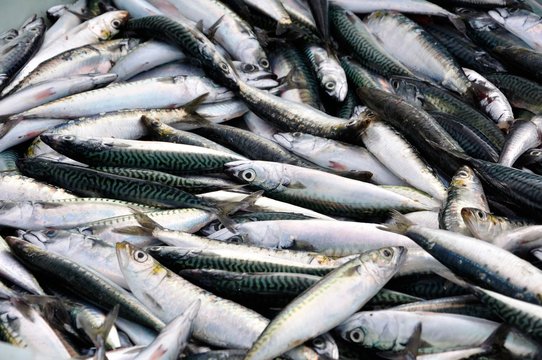 p&ecirc;che et p&ecirc;cheur