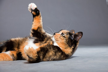 Obraz premium Beautiful young brown black white spotted cat isolated on grey.