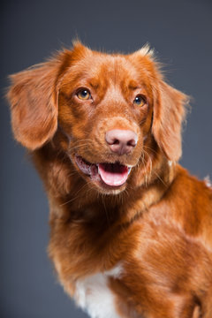 Beautiful and cute toller dog isolated on grey background.