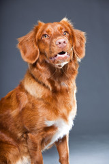 Beautiful and cute toller dog isolated on grey.